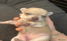 Chihuahua dogs for sale: Stunning smooth coat chihuahua puppies  - Image 5