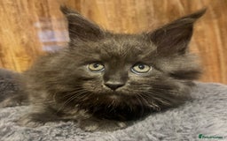 Maine Coon cats for sale: STUNNING MAINE COON KITTENS BLUE SMOKE (tica reg ) - Image 27