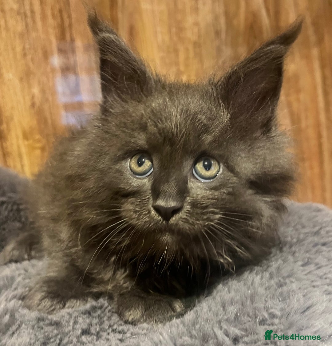 Maine Coon cats for sale: STUNNING MAINE COON KITTENS BLUE SMOKE (tica reg ) - Image 27