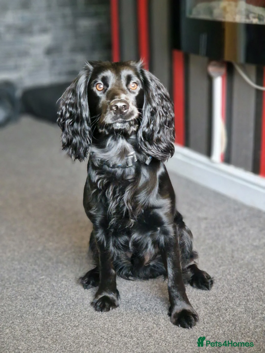 Cocker Spaniel dogs for stud: Black working Cocker Spaniel in Blyth - Advert 7