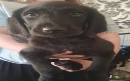 Labradoodle dogs for sale: ☆Ready to leave☆ CHUNKY PUPPIES ☆ - Advert 26