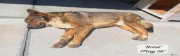 Mixed Breed dogs for adoption: Basil, approx 10 yrs. Available for adoption. - Advert 9