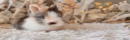 Lionhead rabbits for sale: Beautiful Fully Vaccinated Lionheads! - Advert 5