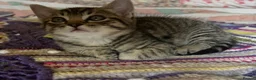 Ragdoll cats for sale: Ragdoll x - Advert 4