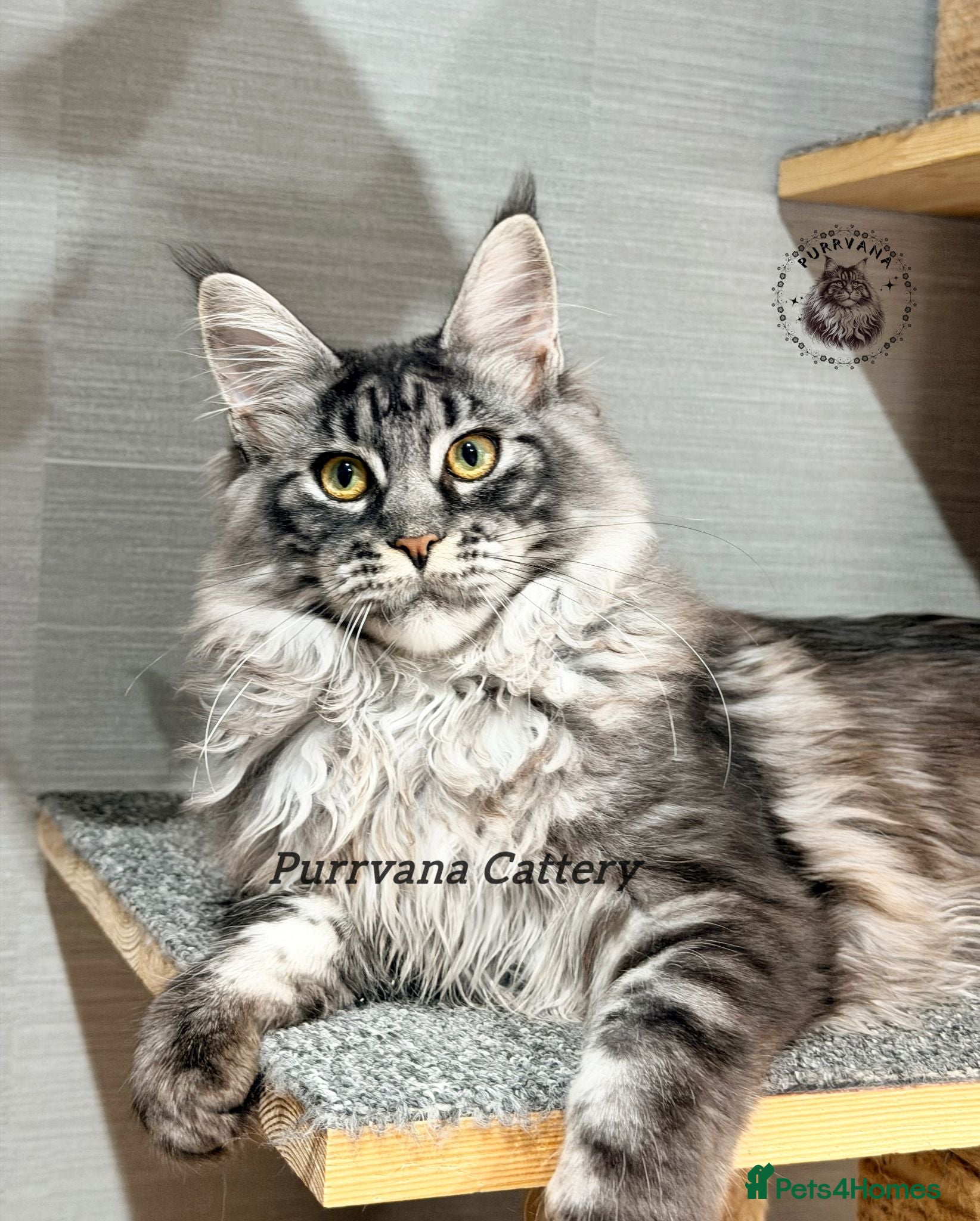 Maine Coon cats TICA registered Maine coon kittens READY NOW - Advert 2