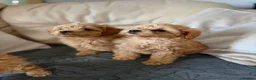 Miniature Poodle dogs for sale: Minature Poodle puppys!🐶🐾 - Advert 15