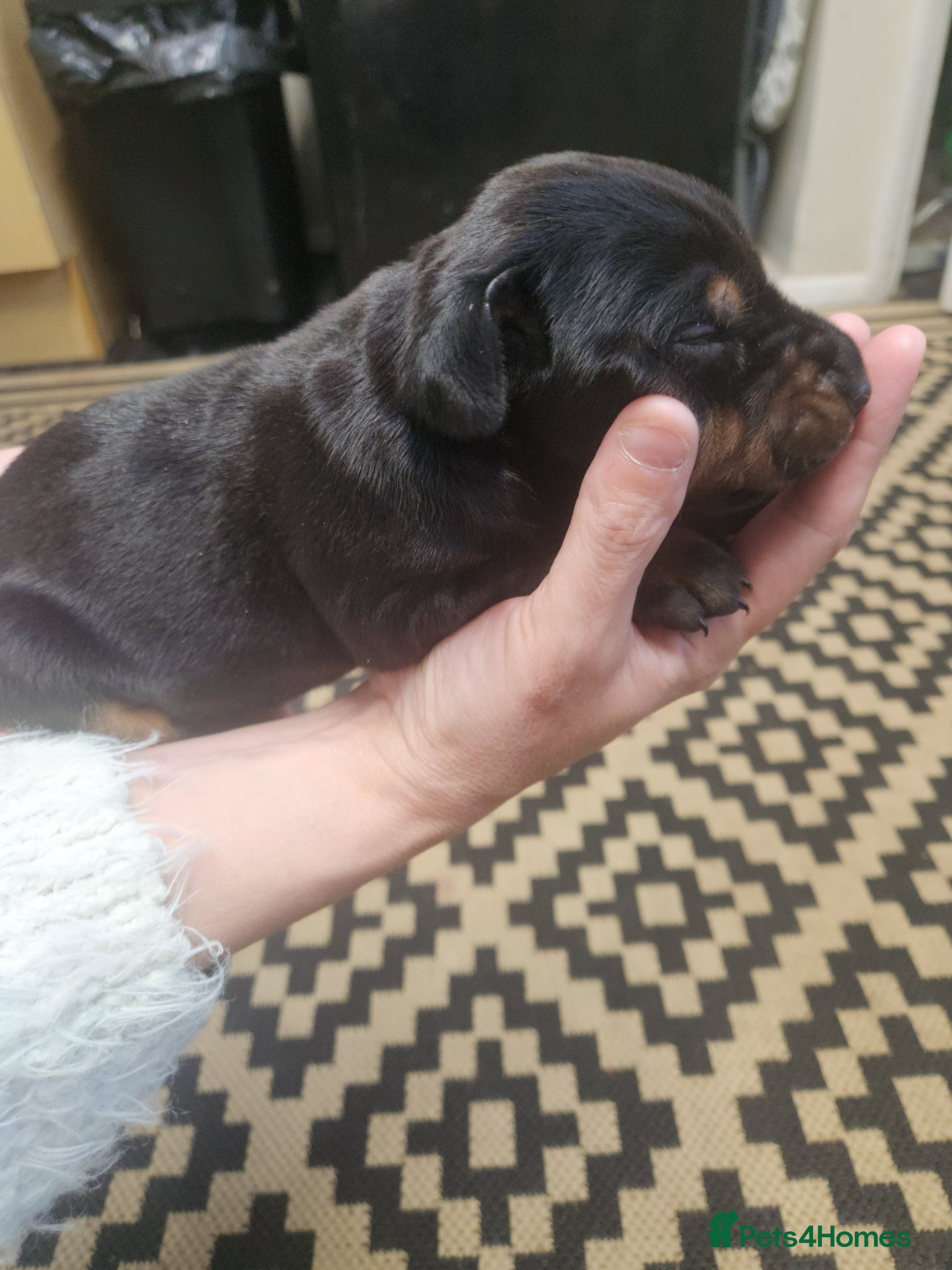 Dobermann dogs Doberman puppies European parents  - Advert 9