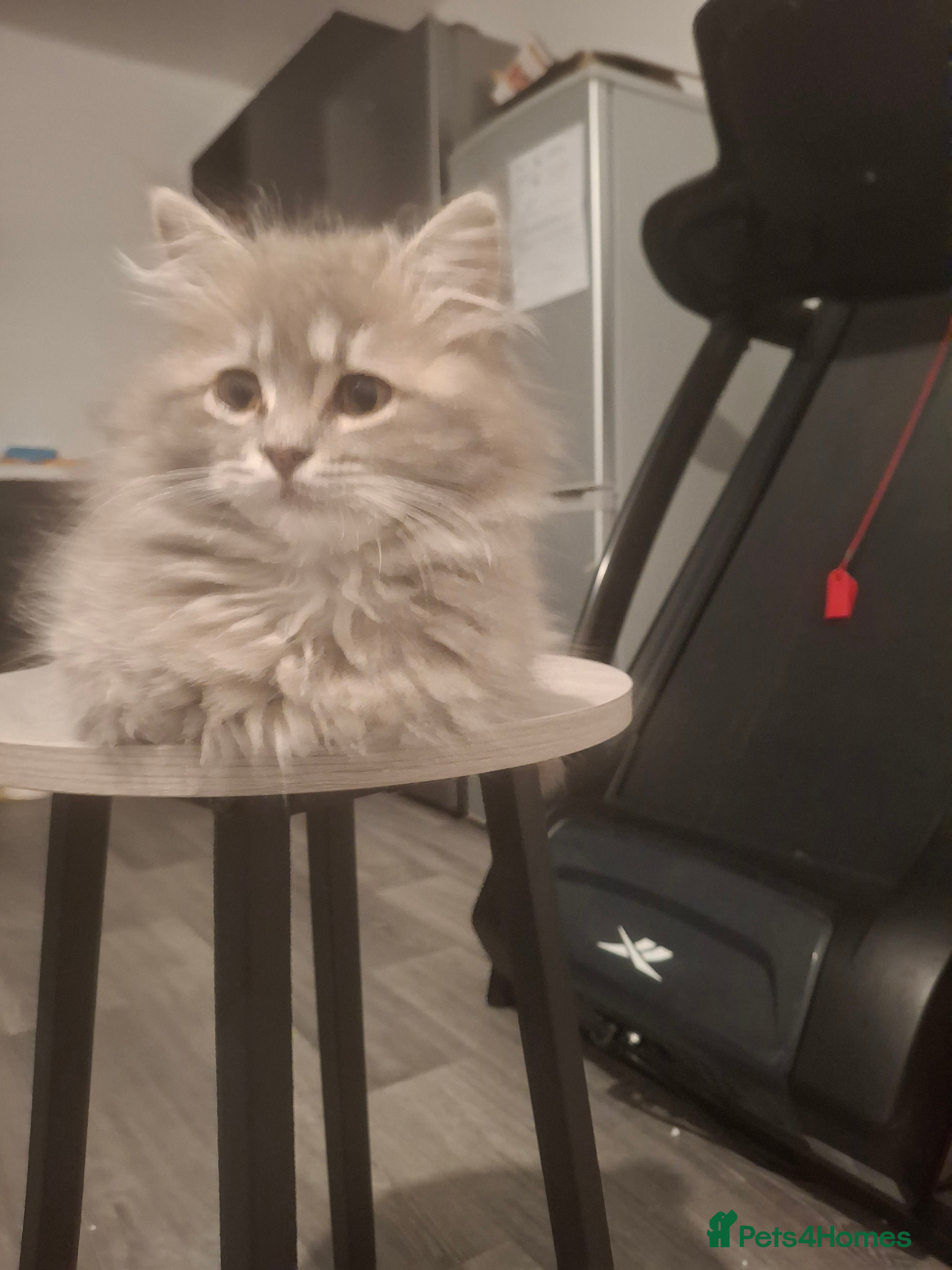 British Longhair cats 2 x beautiful BLH kittens for sale - Advert 1