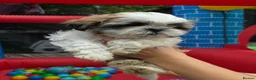 Shih Tzu dogs for sale: Beautiful shitzu for sale - Advert 12