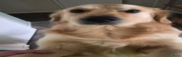 Golden Retriever dogs for stud: Golden retriever for stud - Advert 7