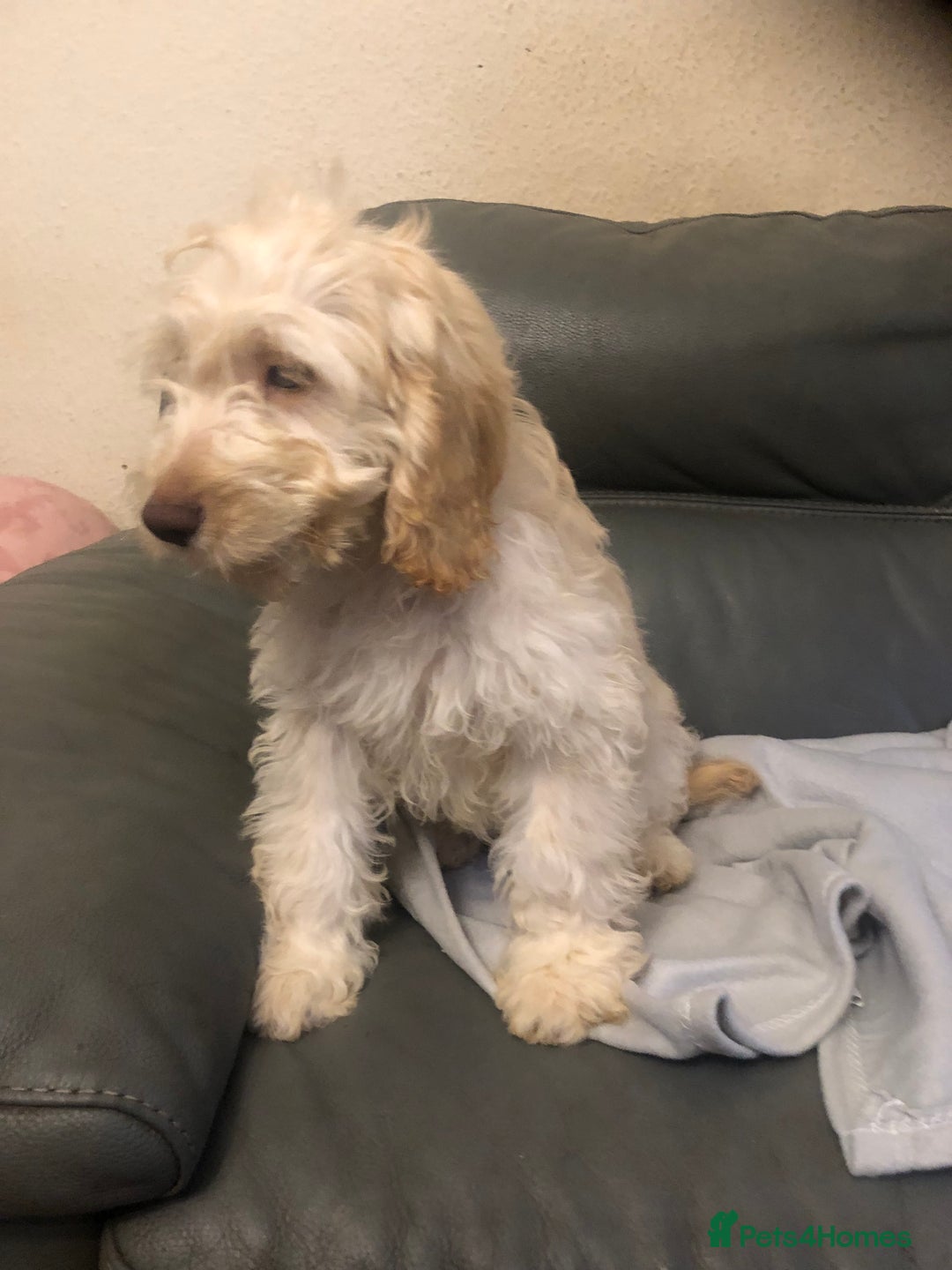 Cockapoo dogs for sale:  F1 Cockapoo MALE Dna health test Clear parents  - Image 12