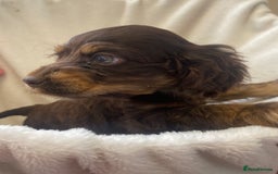Cockapoo dogs for sale: American cockapoos rare green eyes phantoms - Image 18