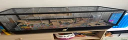Hamster rodents for sale: Hamster for rehoming - Advert 4
