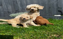 Toy Poodle dogs for sale: Gorgeous kc registered toy poodle pups  - Image 17