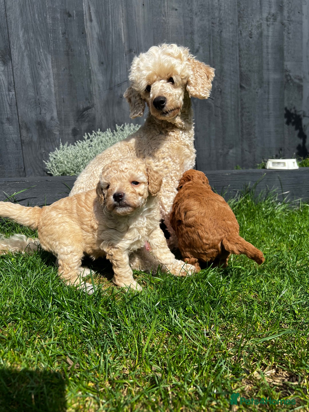 Toy Poodle dogs for sale: Gorgeous kc registered toy poodle pups  - Image 17