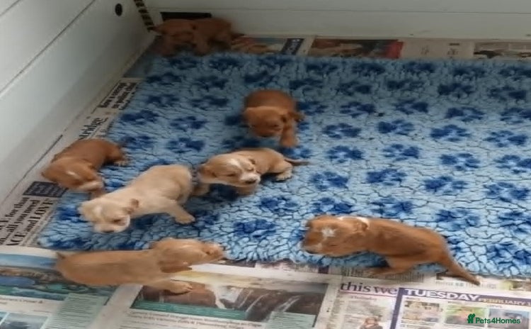 Cocker Spaniel dogs - Advert 3