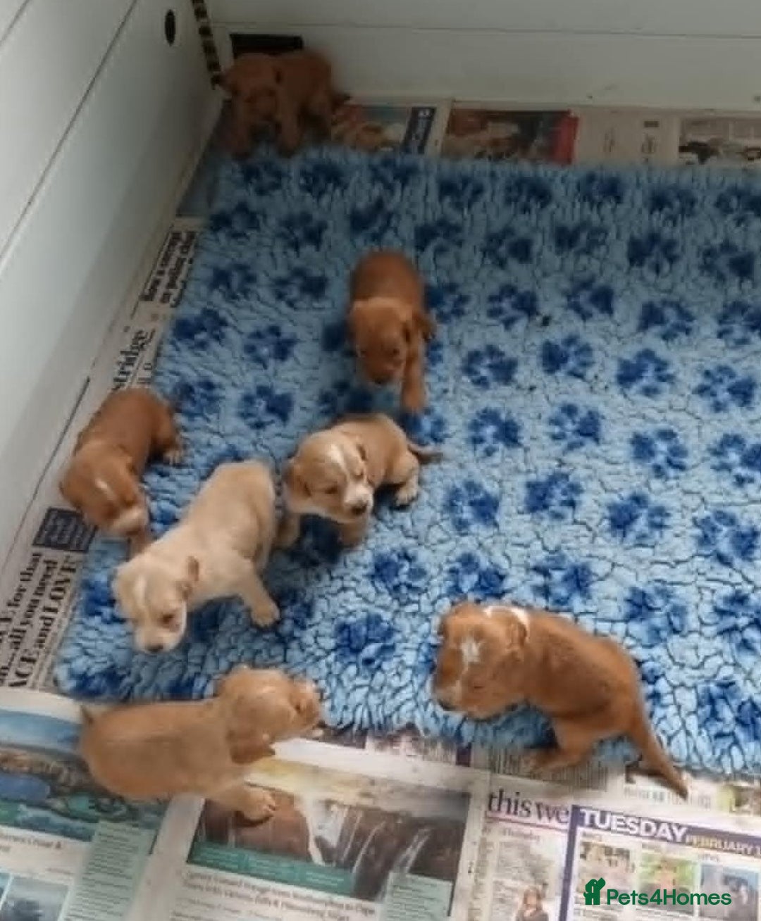 Cocker Spaniel dogs for sale: GOLD COCKER SPANIEL BOYS. - Image 1