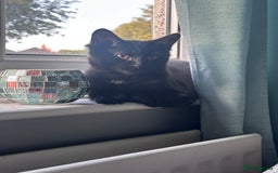 British Longhair cats for sale: Male cat and female cat - Image 4