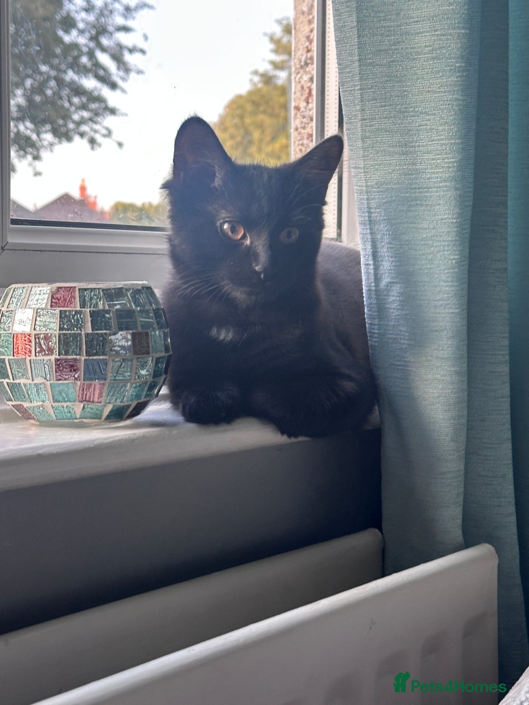 British Longhair cats for sale: Male cat and female cat - Image 4