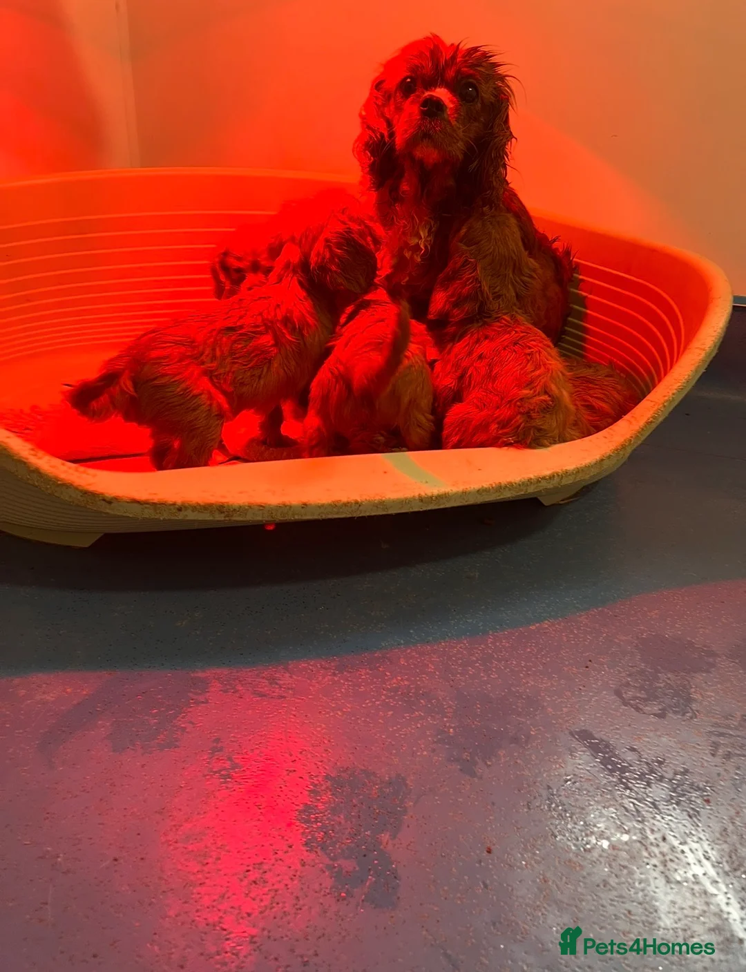 Cavapoo dogs for sale: Stunning Cavapoo boy  - Advert 1