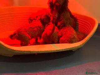 Cavapoo dogs Stunning Cavapoo boy - Advert 9