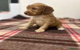 Cockapoo dogs for sale: stunning toy cockapoo  - Advert 3