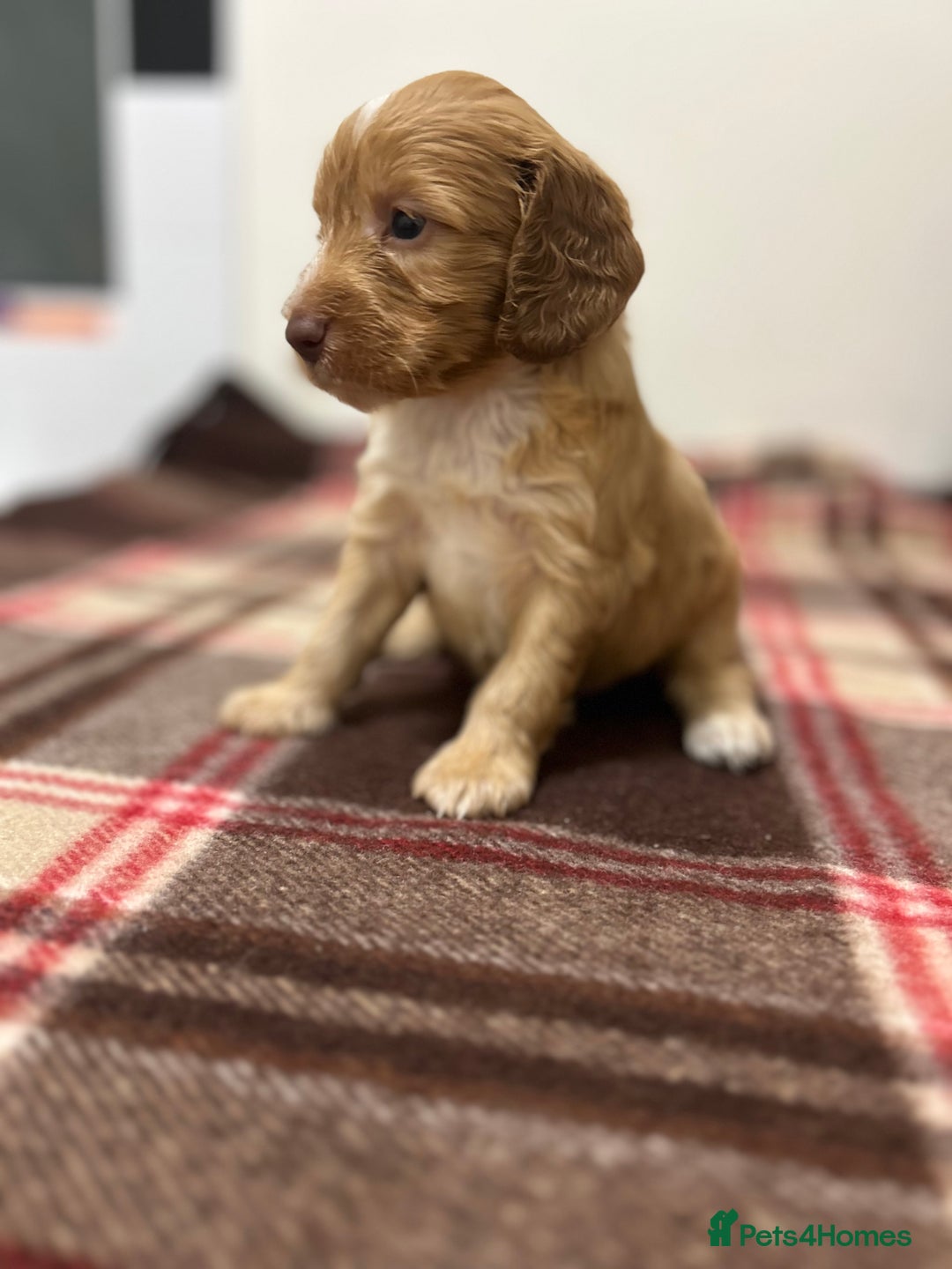 Cockapoo dogs for sale: stunning toy cockapoo  - Advert 3