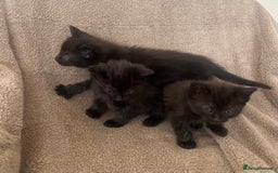 Norwegian Forest Cat cats for sale: 3 beautiful kittens  - Image 5