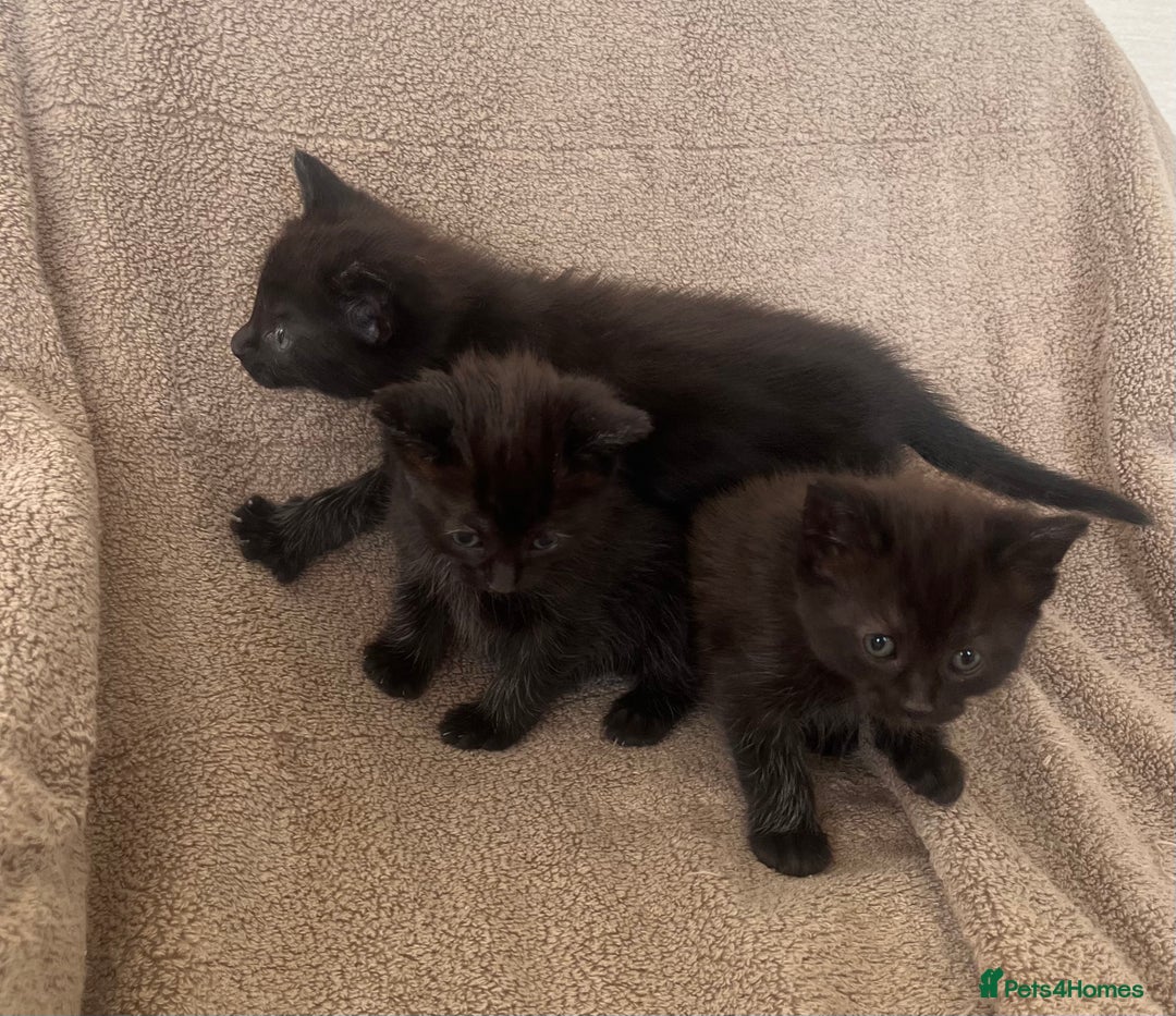 Norwegian Forest Cat cats for sale: 3 beautiful kittens  - Image 5