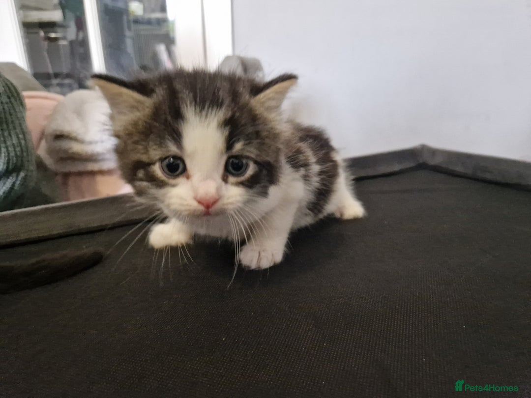 British Longhair cats for sale: Beautiful Fluffy kittens 3 Male 1 Female  - Image 9