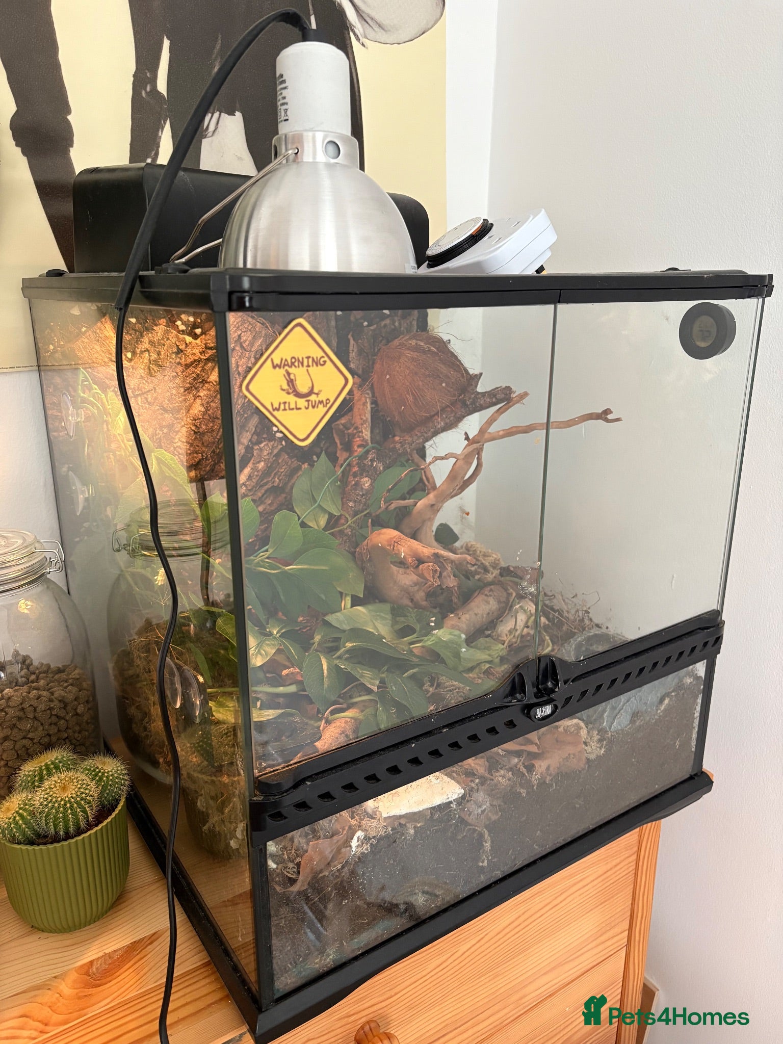 Gecko reptiles Gecko With full set up - Advert 1