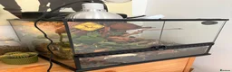 Gecko reptiles for sale: Gecko With full set up - Advert 1