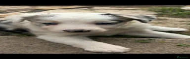 Border Collie 4