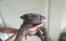Cane Corso dogs for sale: Cane corso puppies ready to leave now - Image 36