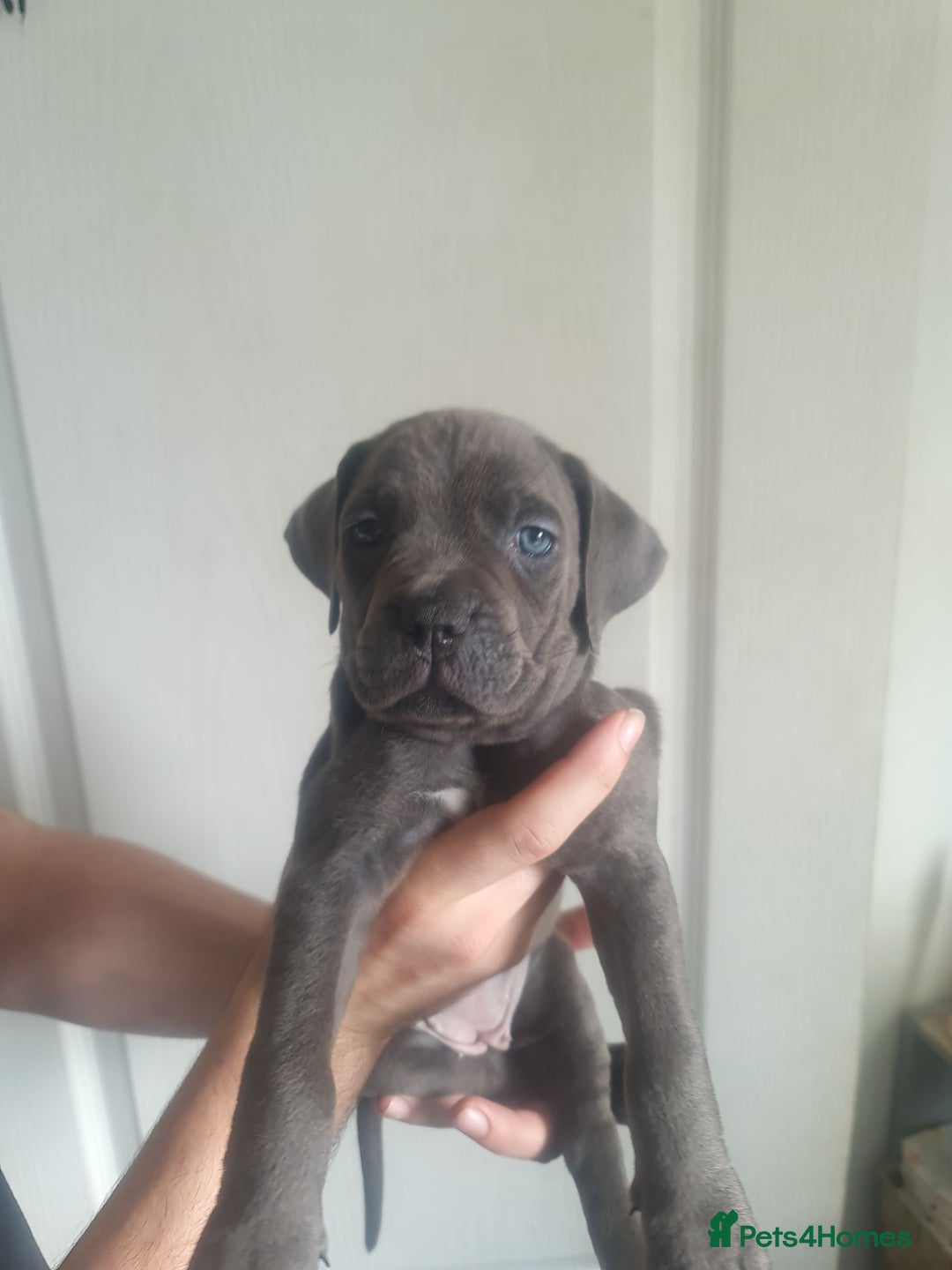 Cane Corso dogs for sale: Cane corso puppies ready to leave now - Image 36