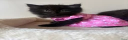 British Shorthair cats for sale: British Short Hair Kittens - Advert 7
