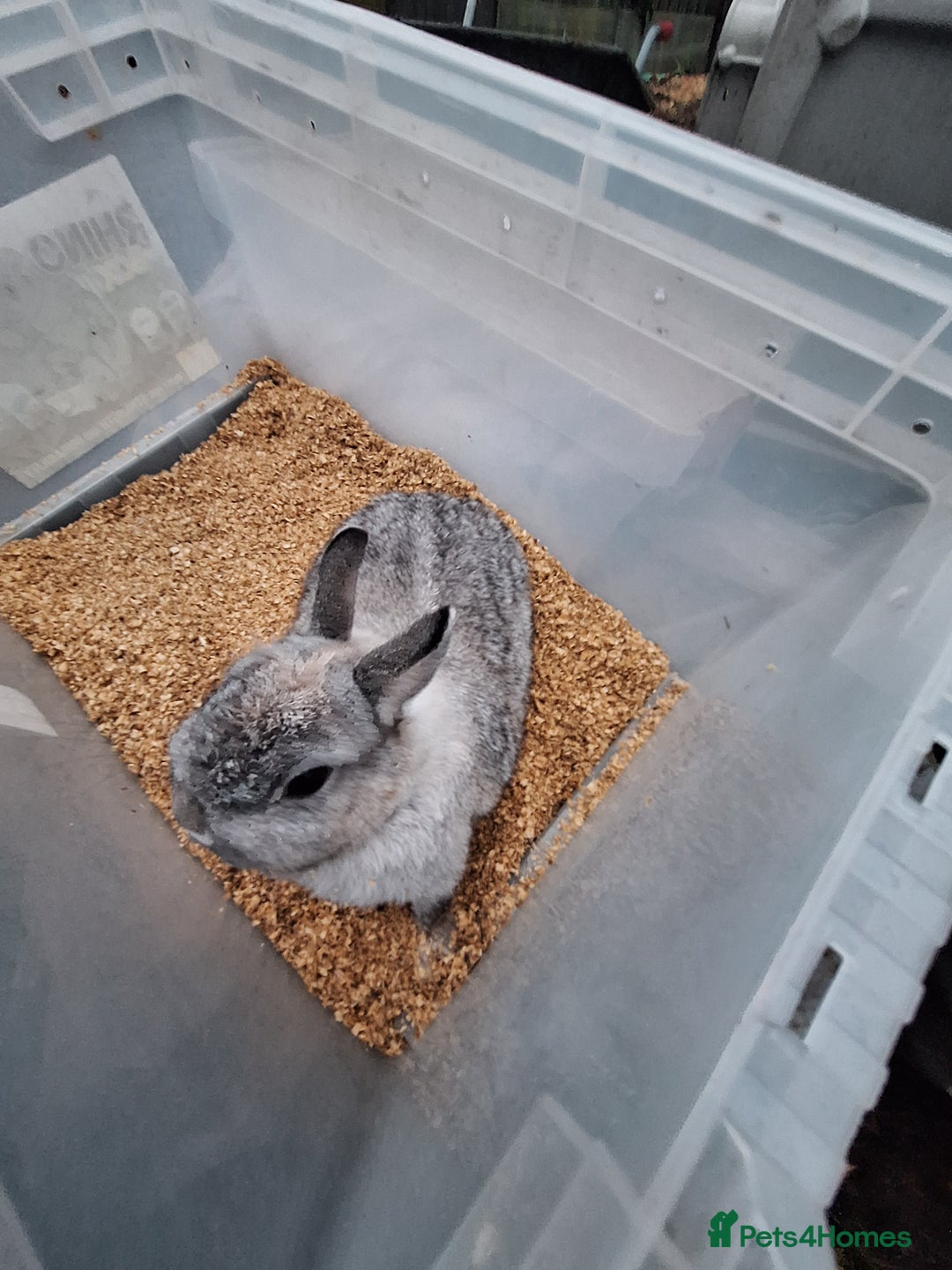 Netherland Dwarf rabbits for sale: 2 adult Netherland dwarf rabbit for sale £40 each  - Advert 3