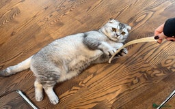 Scottish Fold cats for sale: Scottish fold boy for rehome 🙂 - Image 3