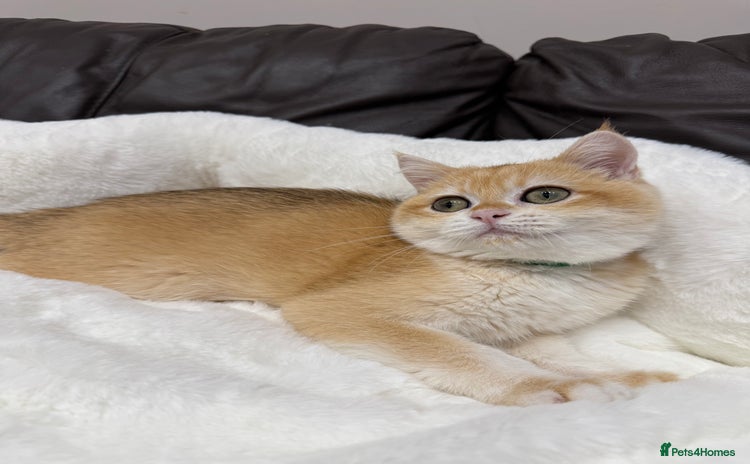 British Shorthair cats - Advert 2