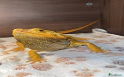 Dragon reptiles for sale: bearded dragon - Image 2