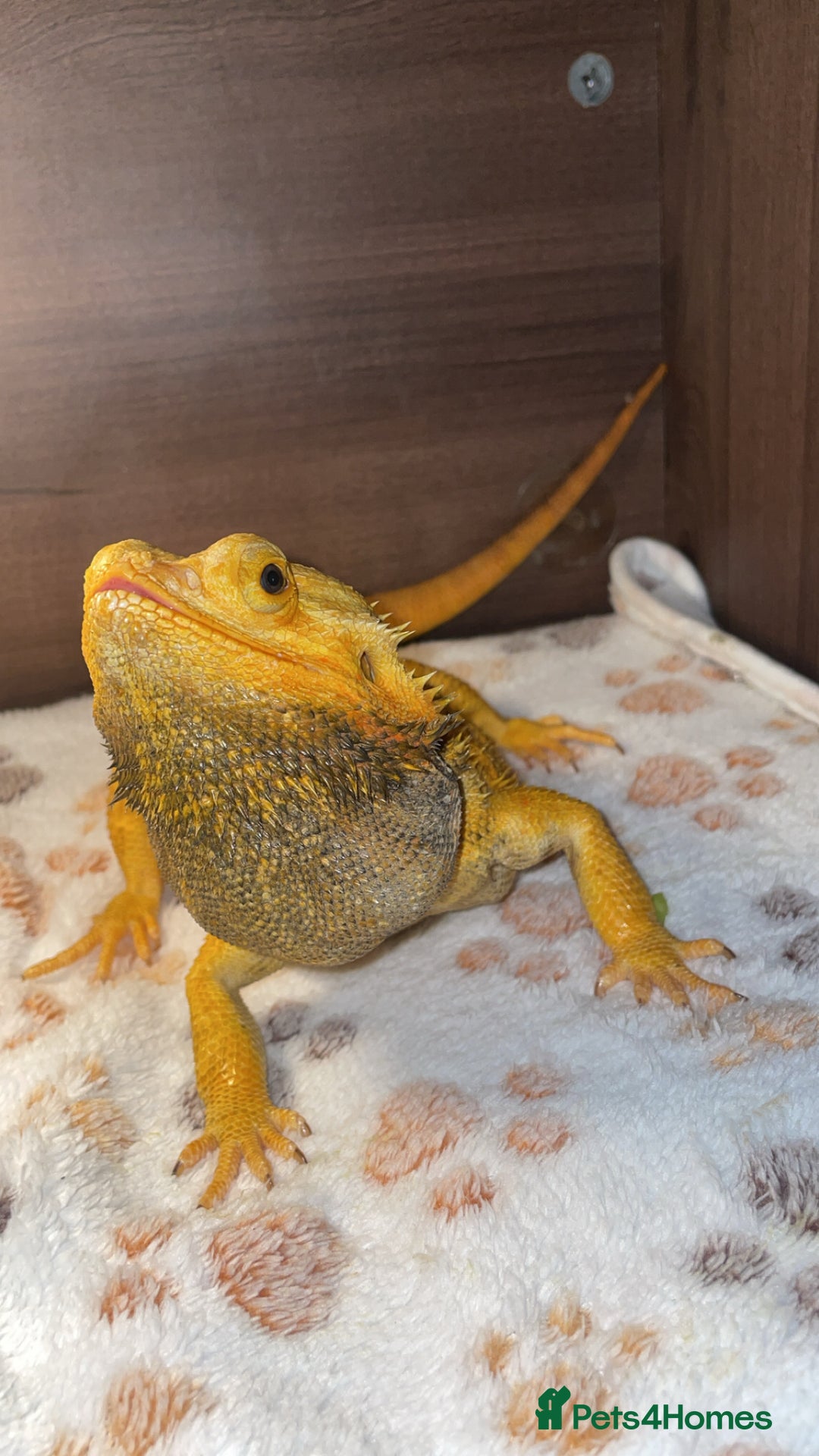 Dragon reptiles for sale: bearded dragon - Image 2