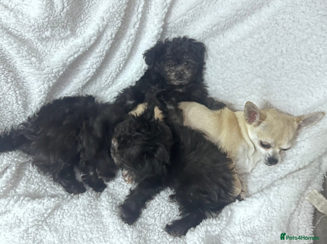 Chipoo dogs for sale: 3 stunning female Chipoo’s - Advert 1
