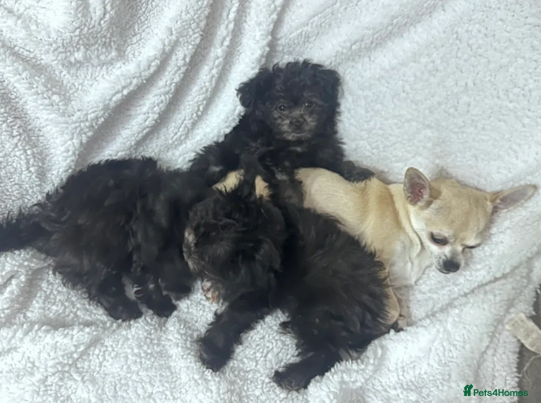 Chipoo dogs for sale: For sale 2 stunning female Chipoo’s - Advert 1