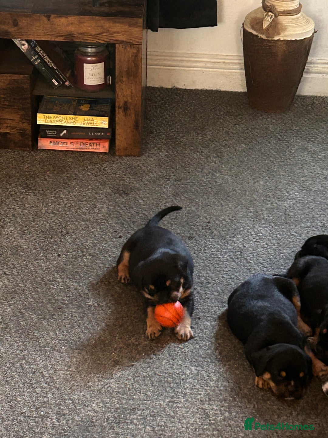 Mixed Breed dogs for sale: French Bullweilers - Image 12