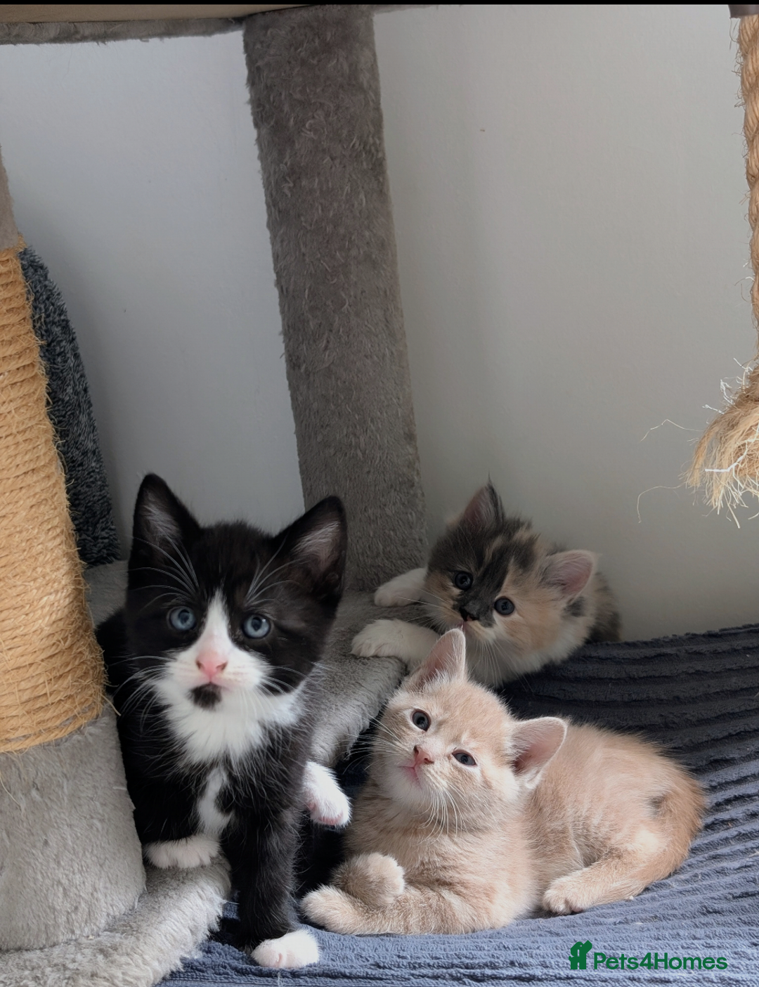 Mixed Breed cats for sale: Beautiful healthy kittens - ONLY 2 AVAILABLE 😍😍 - Image 6
