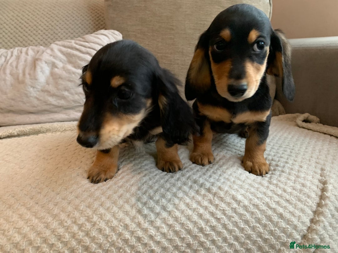 Miniature Dachshund dogs for sale: 1 boy 1 girl long haired ** - Image 6