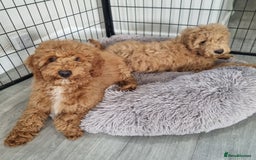 Cockapoo dogs for sale:  F1 Cockapoo puppies  - Image 3