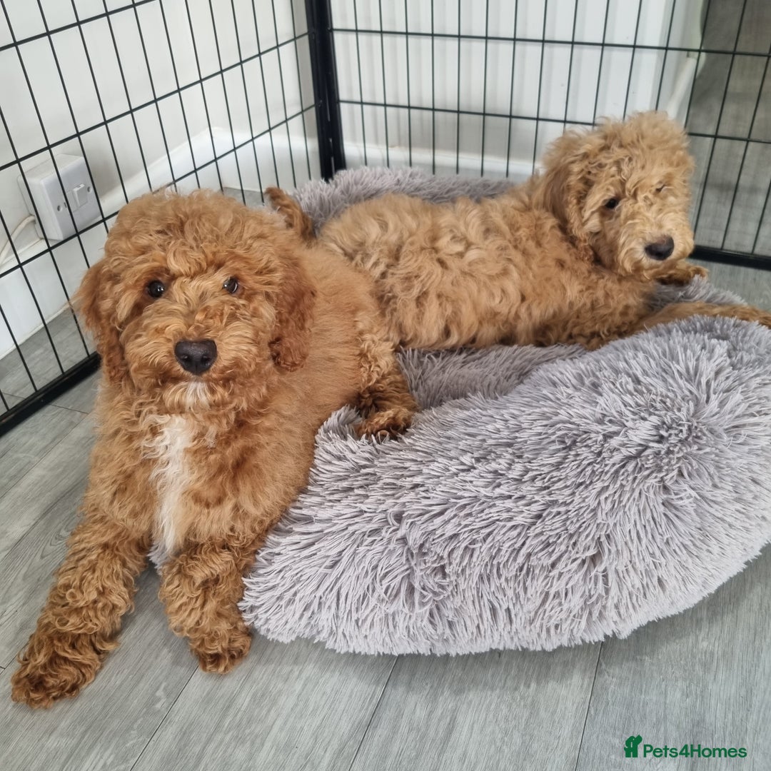 Cockapoo dogs for sale:  F1 Cockapoo puppies  - Image 3