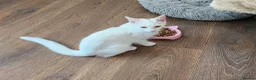 Mixed Breed cats for sale: Beautiful sisters are looking for a loving family  - Advert 9
