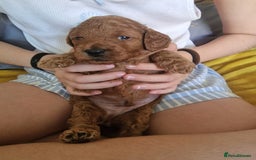 Cavapoochon dogs for sale: F1b Cavapoochon Puppies – 3 Boys Ready to Reserve - Image 4